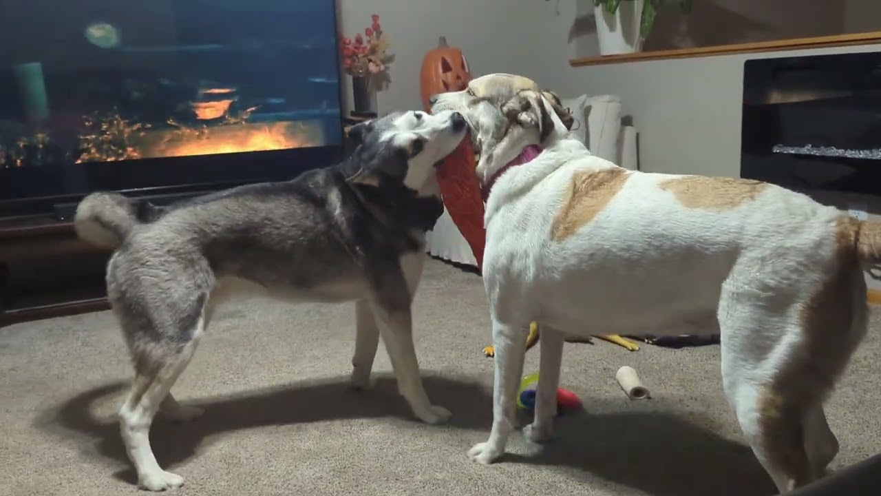 I just let them play.