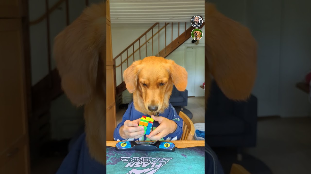Viktors hund Nilo l&ouml;ser Rubik's Kub - Cuboss.se