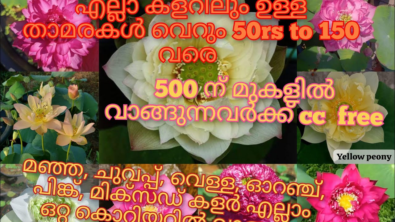 ഒത്തിരി verities lotus വളരെ കുറഞ്ഞ വിലക്ക് കൊടുക്കുന്നു 50rs മുതൽ 150 rs വരെ..9946287102