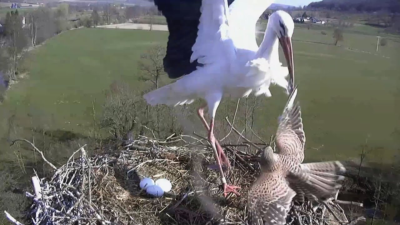 Wilhelm fing einen Turmfalke~Wilhelm caught a kestrel~Вильгельм поймал пустельгу~26.03.2020