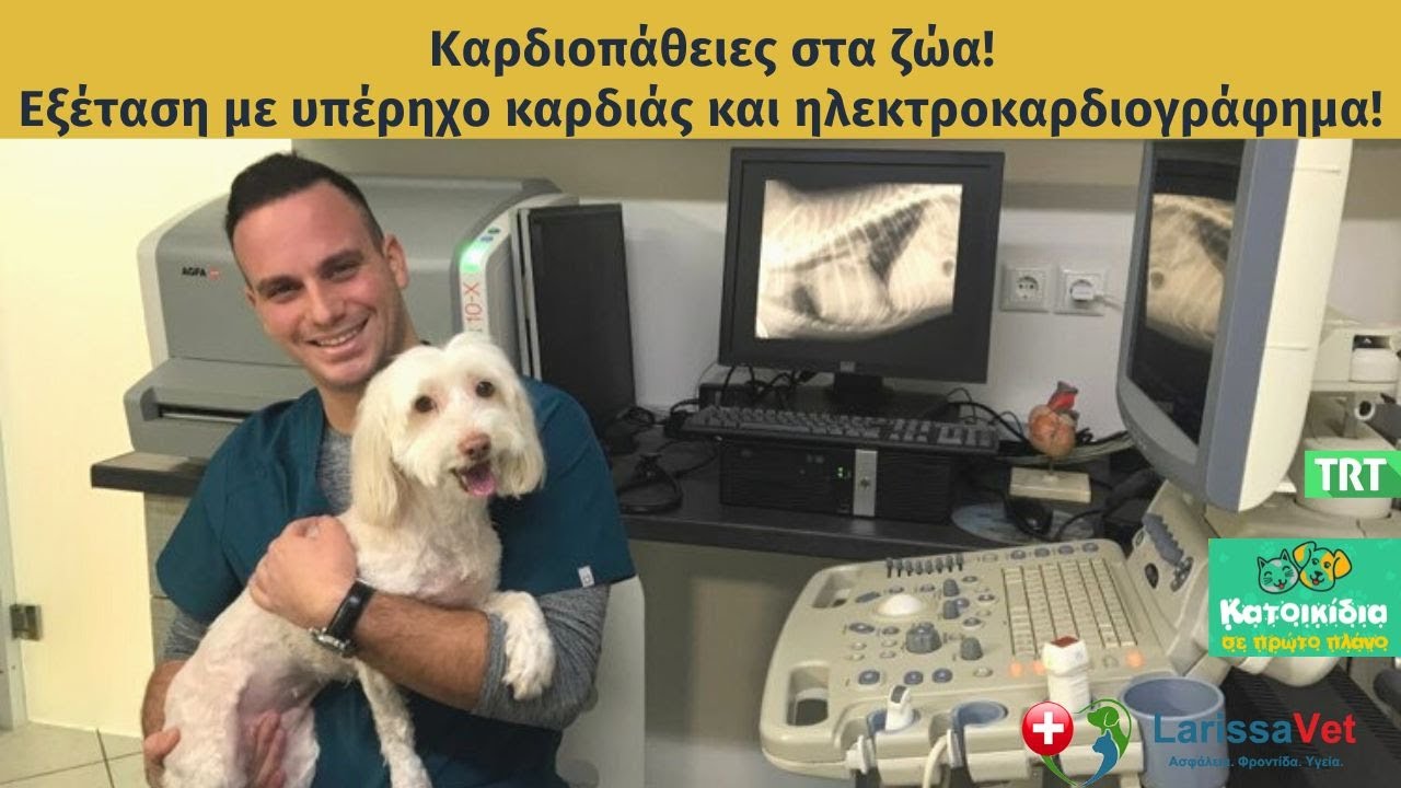 Καρδιοπάθειες στα ζώα! Υπέρηχος καρδιάς & ηλεκτροκαρδιογράφημα! Απ. Δρόσος Στρατιωτικός Κτηνίατρος