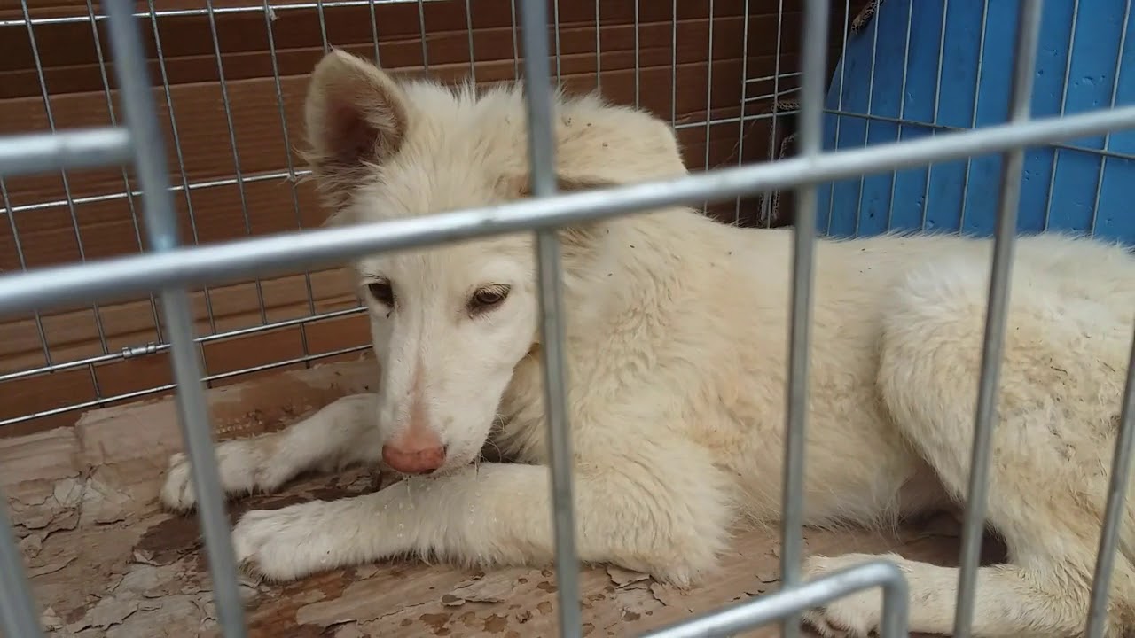 Il recupero del fratellino zoppo: DIONISO