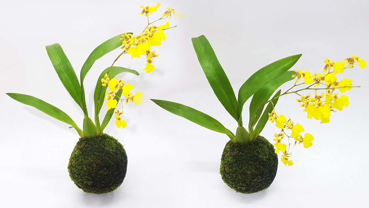 How to Make Kokedama | Japanese Moss Ball | Easy to Make Kokedama at Home |DIY|