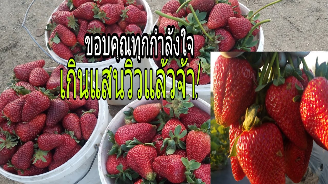 เก็บสตรอว์เบอร์รี่พันธุ์ Albion ลูกใหญ่ยักสดๆจากไร่🍓🍓แม่บ้านในอเมริกา