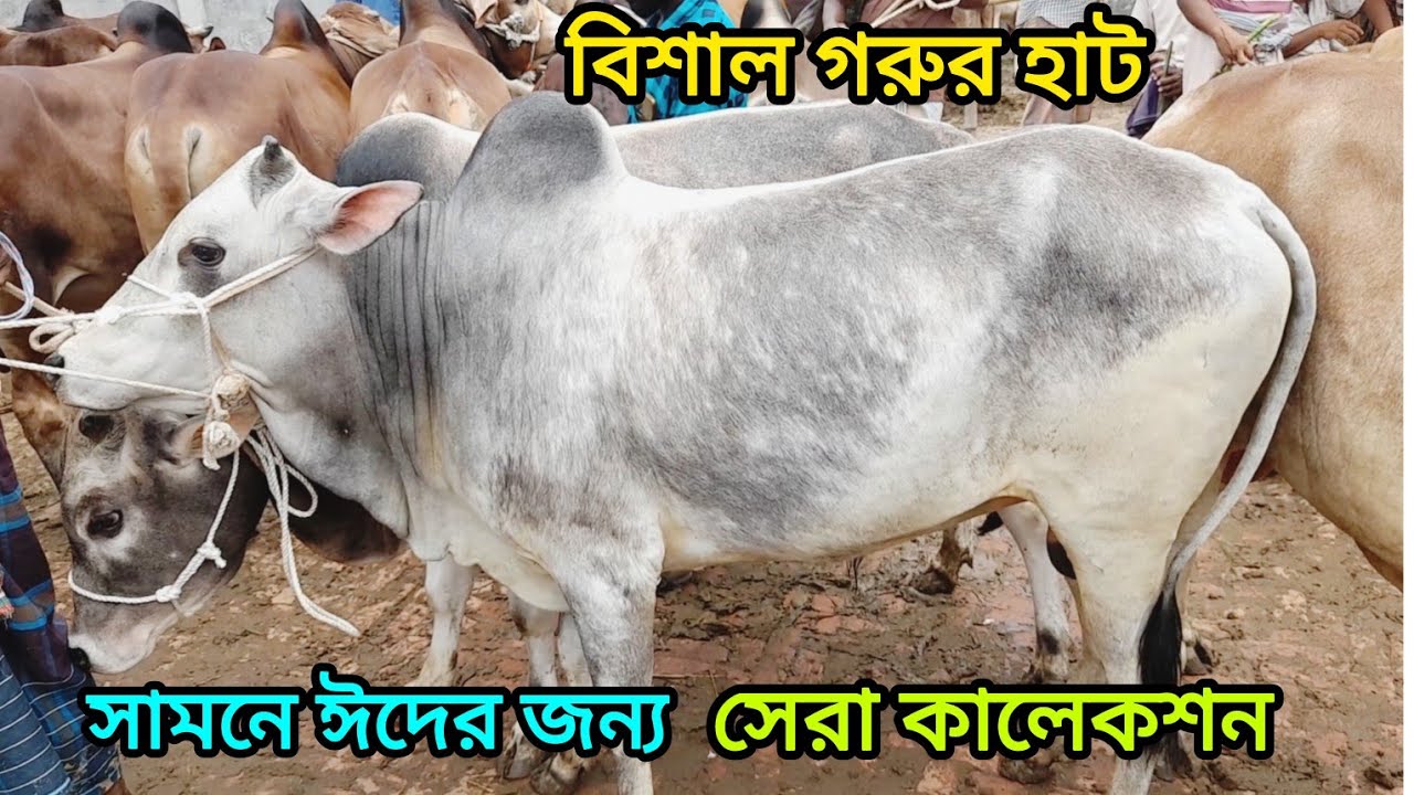 বিশাল গরুর হাট ব্যাপক আমদানি দাতাল দেশি ষাঁড় গরু নীলফামারী হাটে আজকের দরদাম। Cow Market Nilphamari।