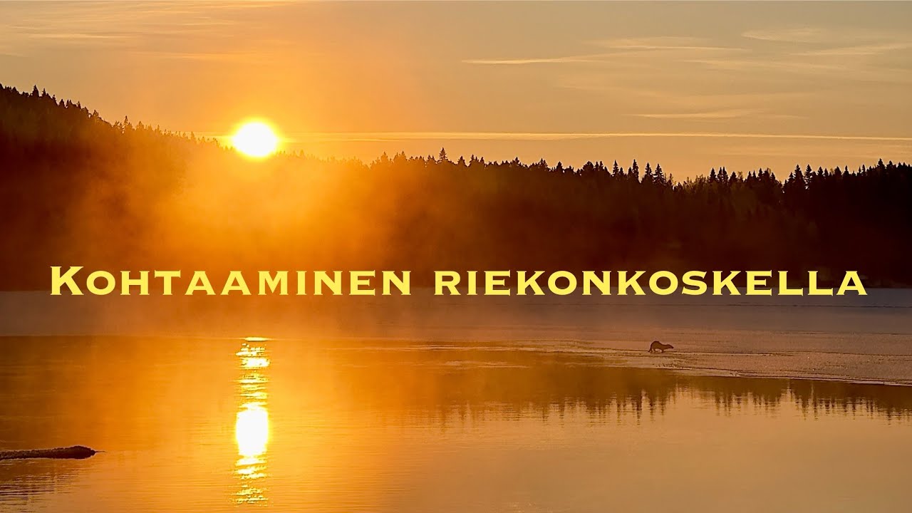 Yllättävä kohtaaminen Riekonkoskella 