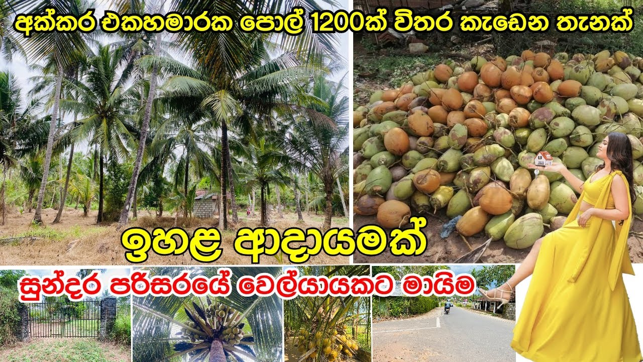 පොල් ගෙඩි 1200ත් 800ත් අතර කැඩෙන ආදායම් සහිත වටින තැනක් | සුන්දර වෙල්යායකට මායිම #acland #coconut