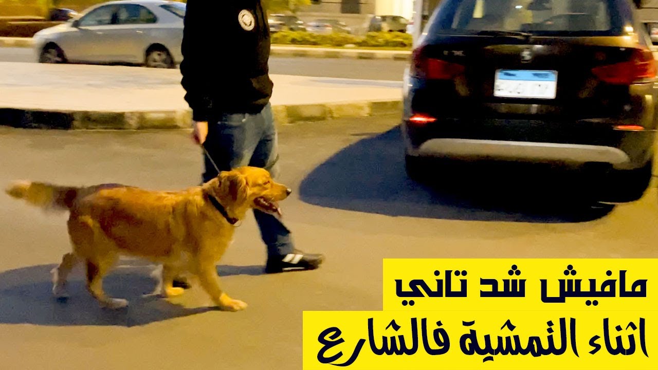 حل مشكلة الشد عند كلبك اثناء التمشية فالشارع مع هيرا كلب جولدن ريتريفر