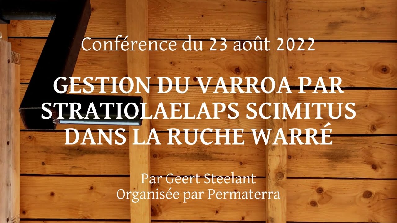 Gestion du varroa par Stratiolaelaps Scimitus dans la ruche Warré