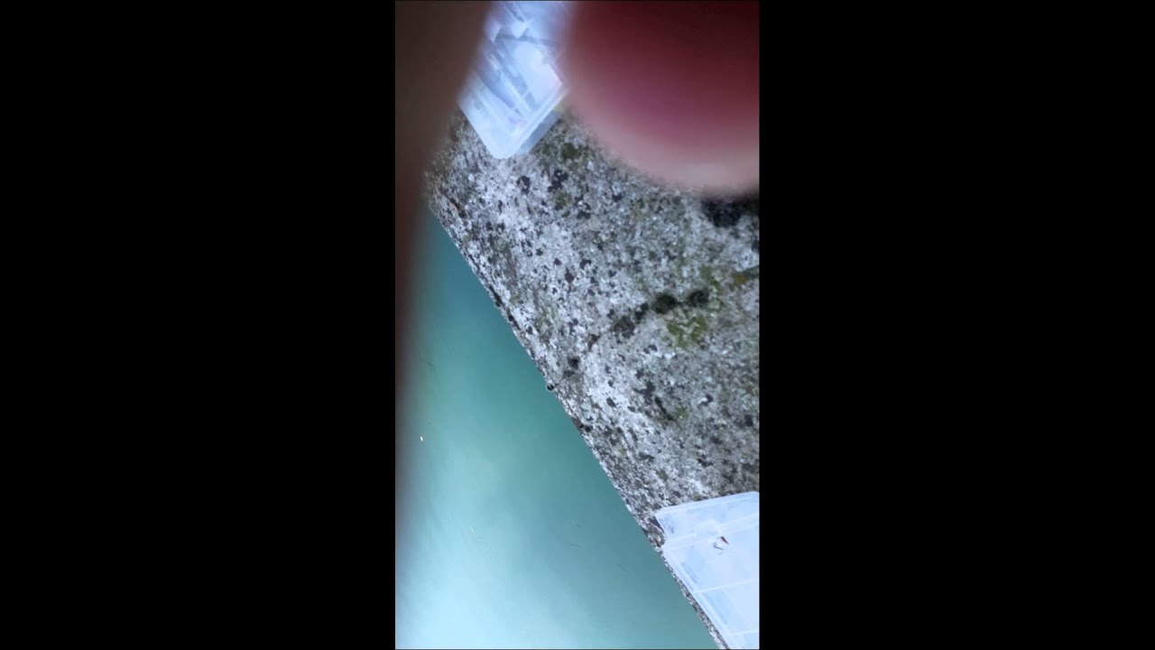 Cavedano spinning fiume oglio Palazzolo