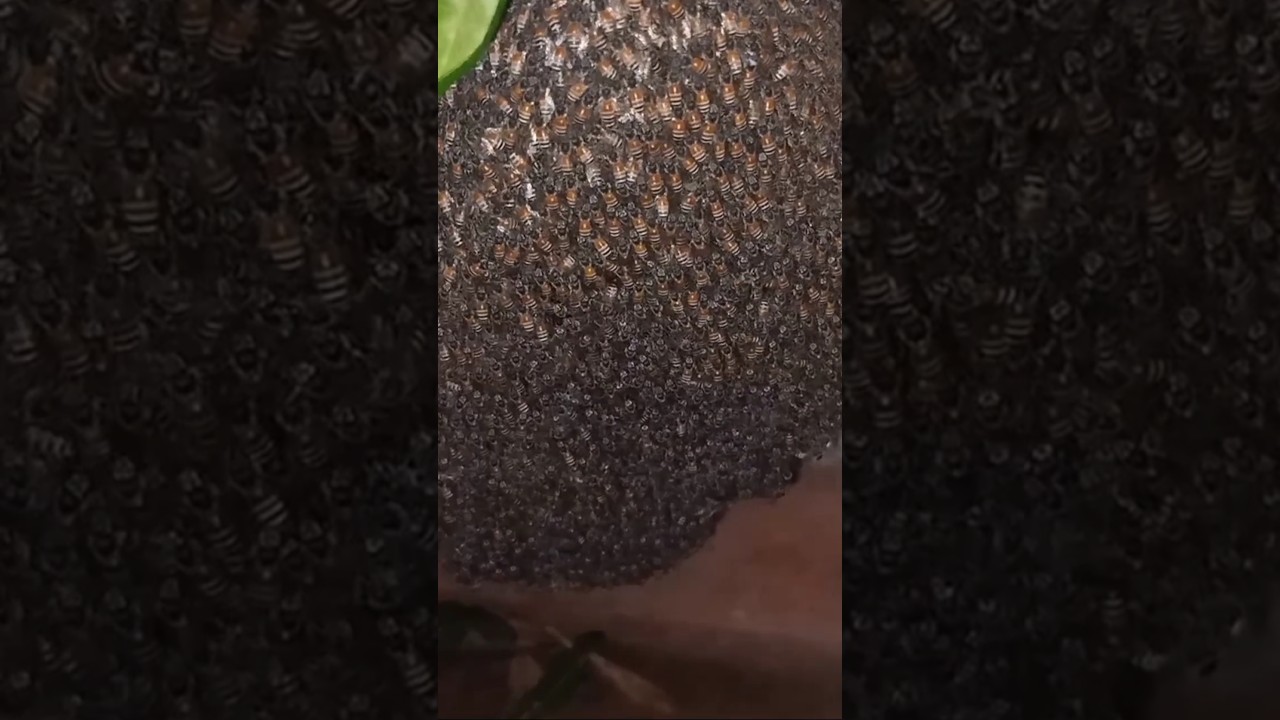 Srilankan honey 🐝🍯| The Sweet World of Honey  || Tasty Viewer 