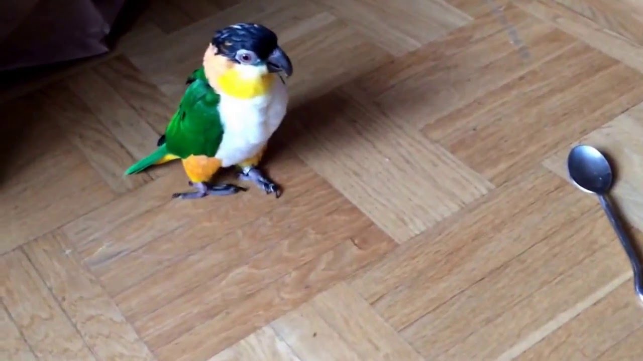 Gibson - dancing and walking to The spoon!