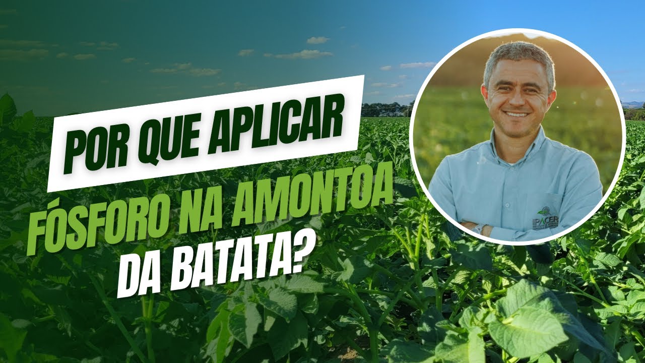 Por que aplicar fósforo na amontoa da batata?