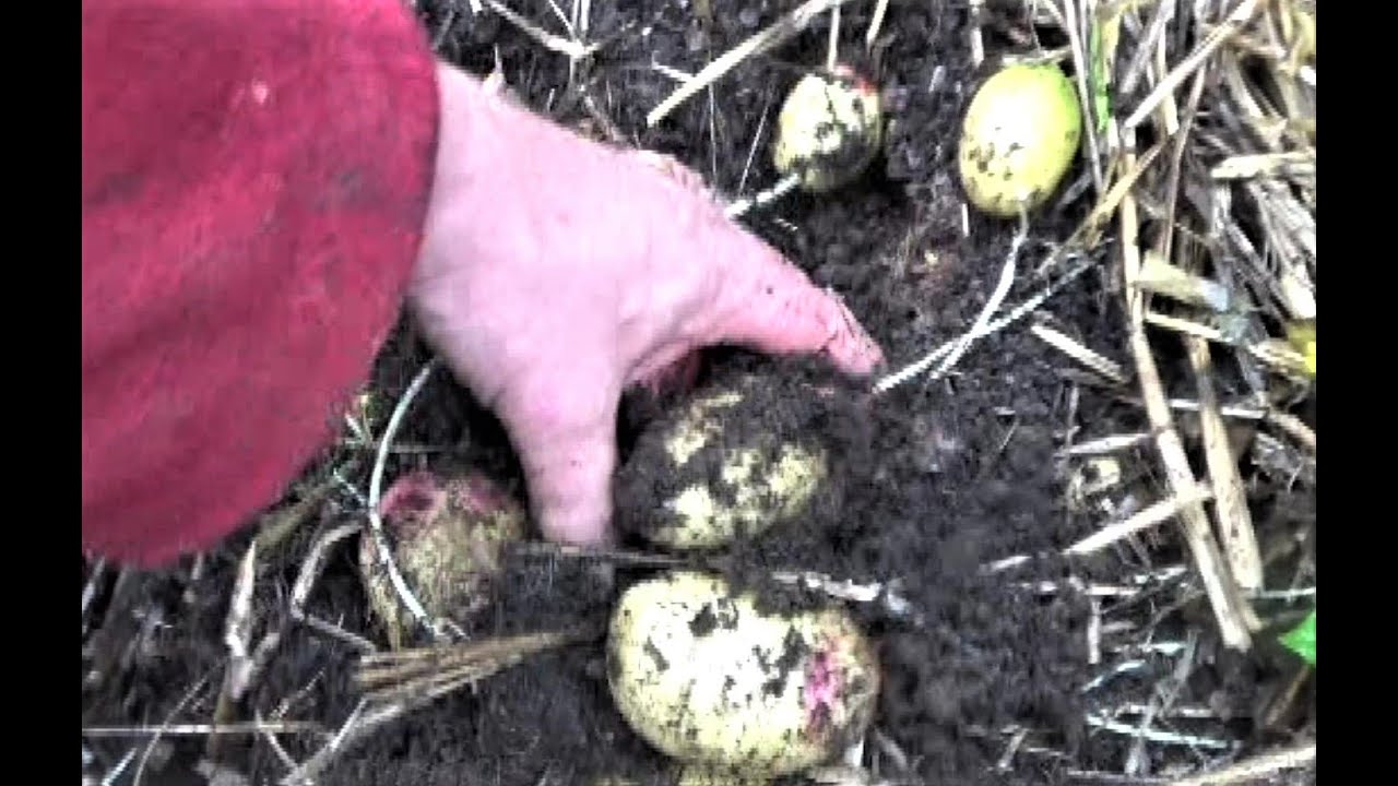 No Dig Potatoes - And A Curious Mystery...