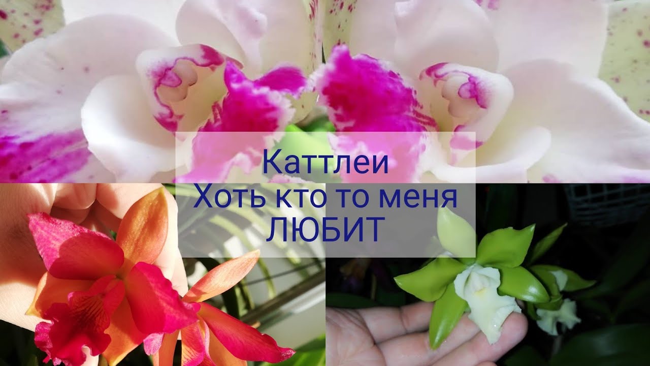 #орхидея #каттлея 
У меня зацвели Каттлеи. Только нет времени этой красотой любоваться