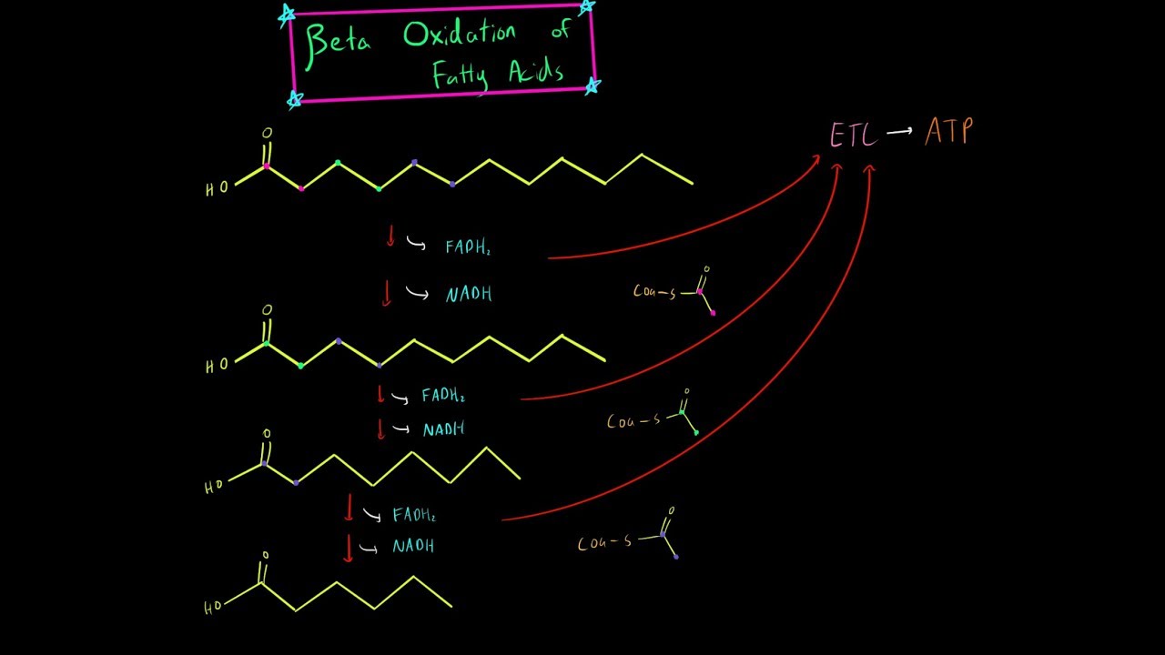 Beta Oxidation and Fatty Acid Oxidation (EVERYTHING YOU NEED TO KNOW BIOCHEMISTRY MCAT)
