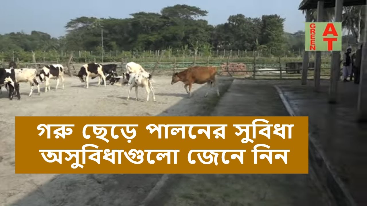 গরু ছেড়ে পালনের সুবিধা অসুবিধাগুলো দেখুন | ‍Bayezid Moral | Open Cow shed