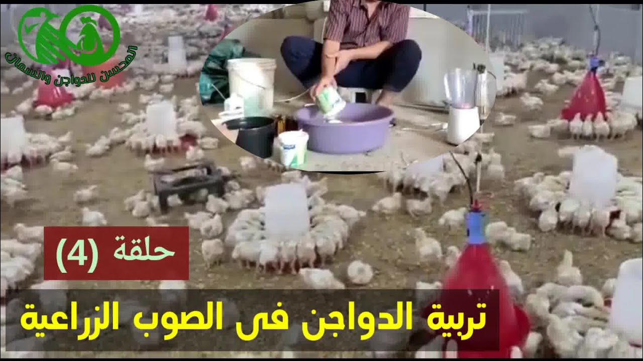 التركيبة السرية بديل التحصين👌اليوم 15⚡ تربية الدواجن فى الصوب الزراعية 💥 السعوديه 🇸🇦حلقة (4) المحسن#