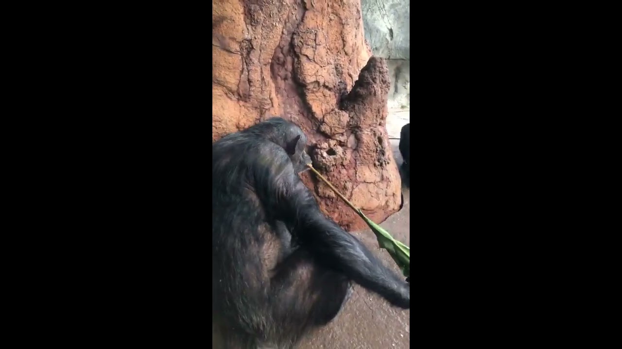 March 24: Chimpanzees