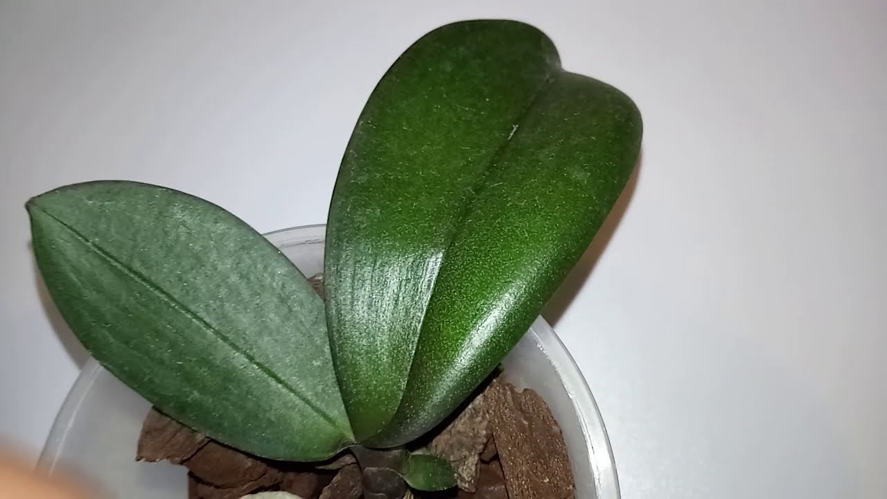 Resultado das Phalaenopsis na água, excelente enraizamento. 🤩