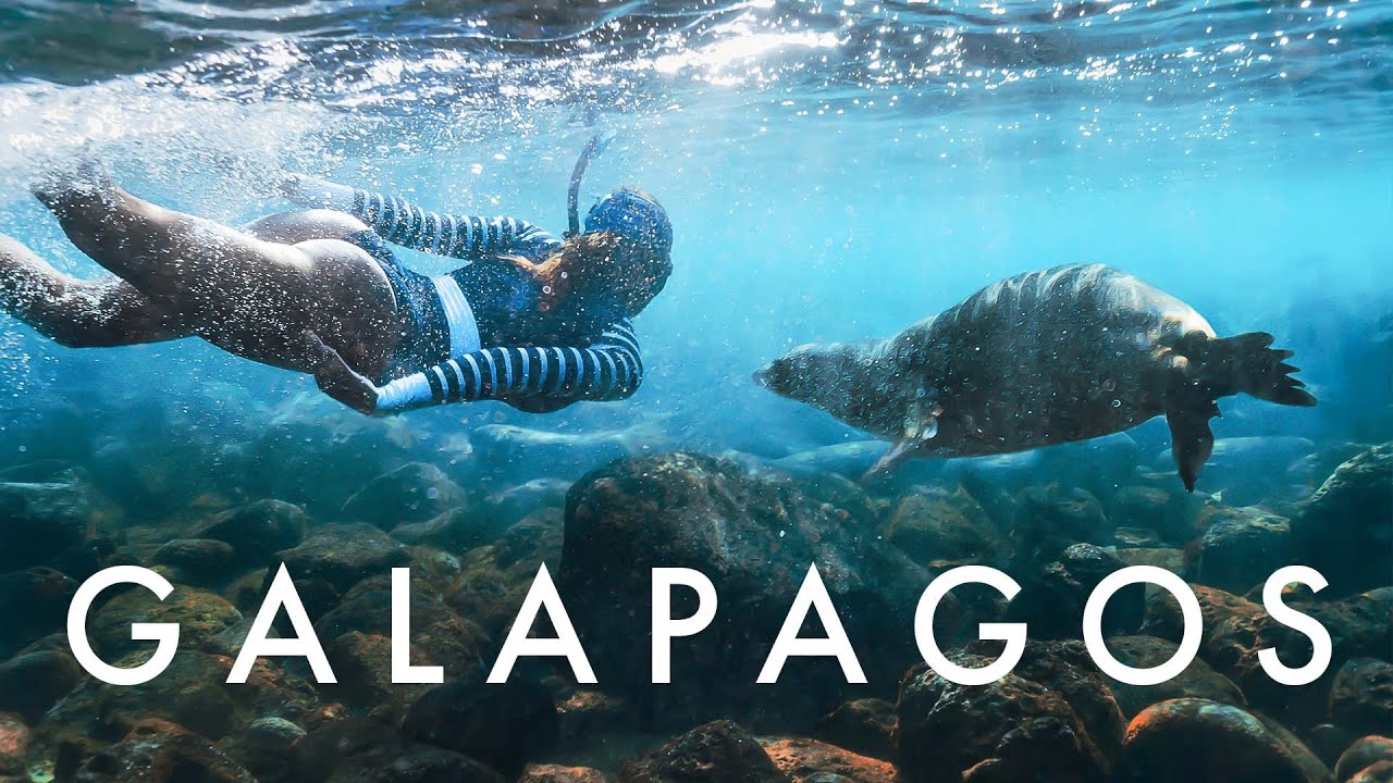 Galapagos Island Hopping - Hammerheads, Sea Lions + More!