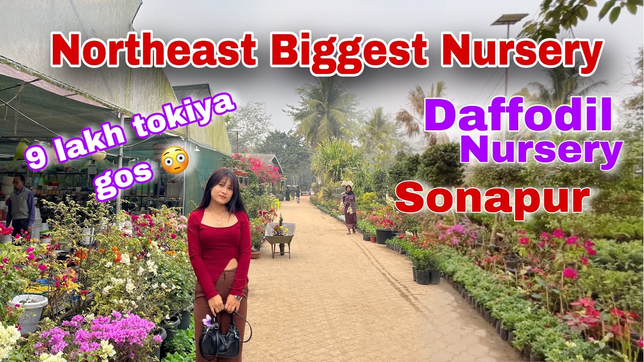 Northeast biggest nursery/ Daffodil nursery 🍀🌿🌱