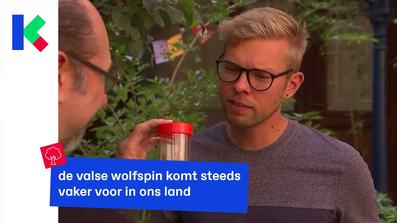 dit moet je weten over de valse wolfspin