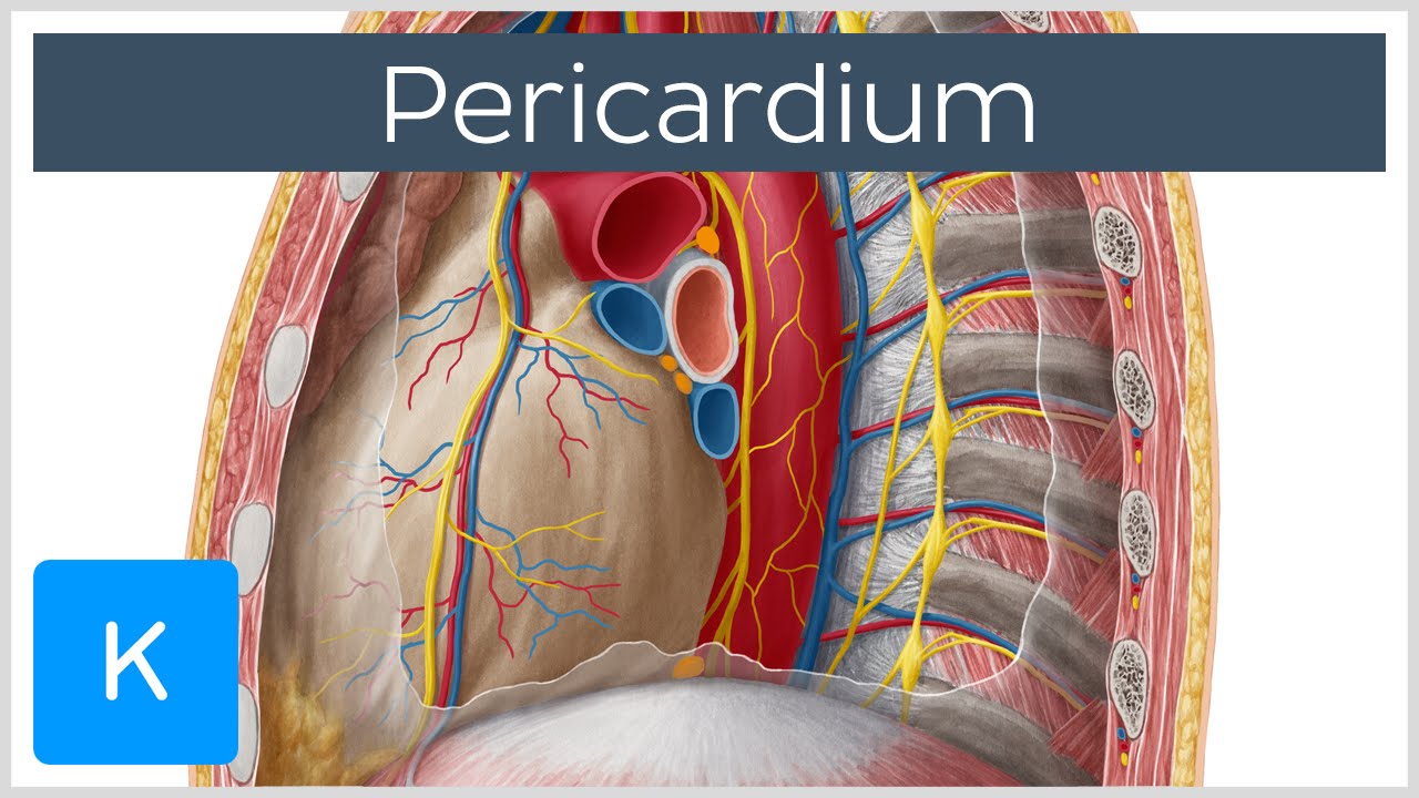 Pericardium - Definition, Function & Layers - Human Anatomy |&nbsp;Kenhub