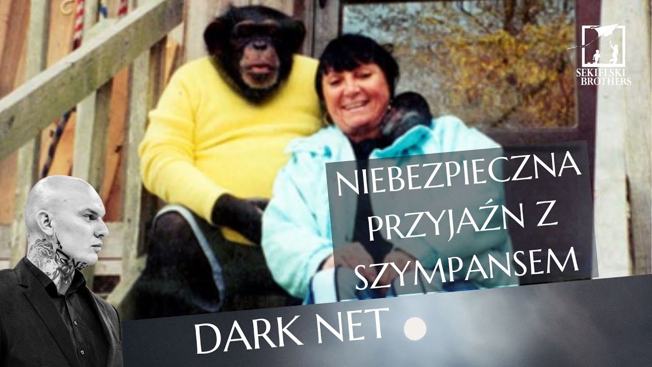 Travis. Szympans, kt&oacute;ry zmasakrował opiekunkę