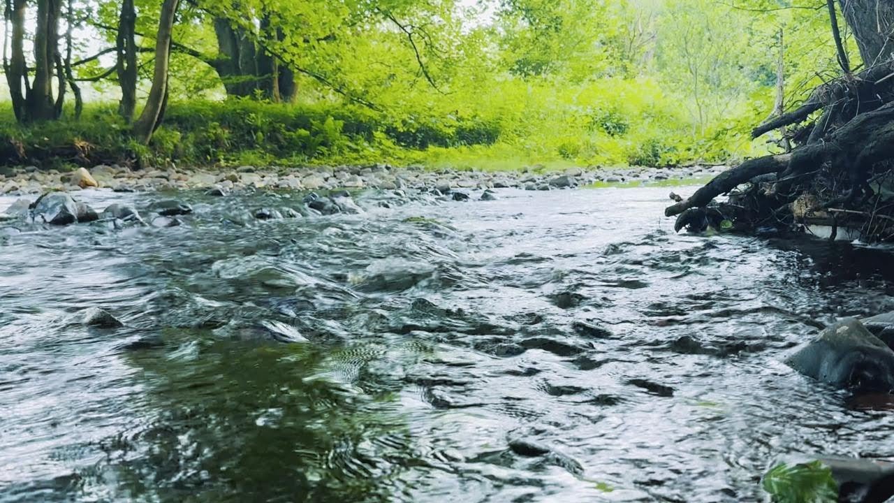 Take 20 Minutes for Yourself | Relaxing 4K Stream Sounds from Fintry, Scotland