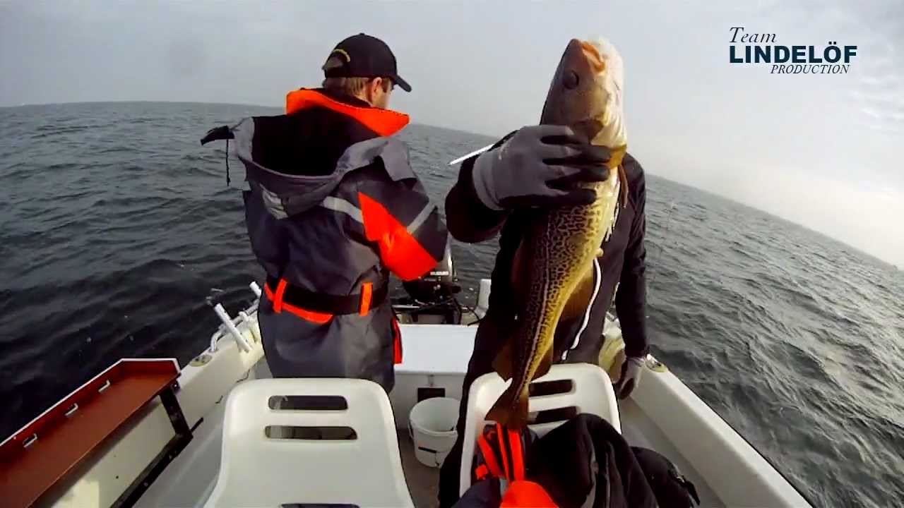 Grund torsk och sill