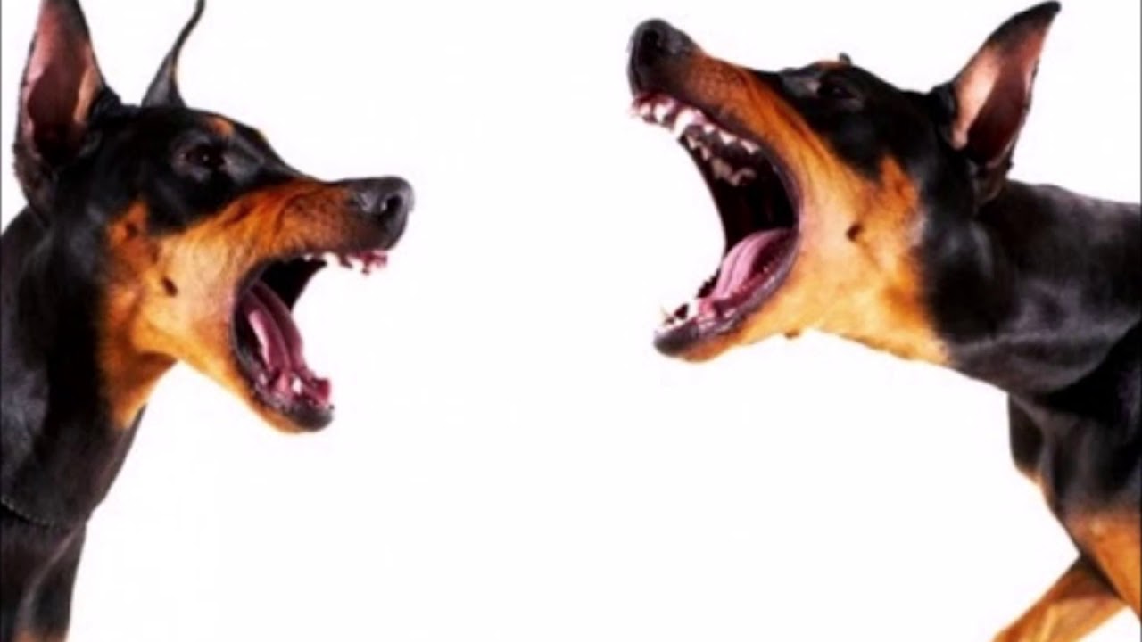 SILENCIAR LADRIDOS - Ondas Sonoras que Bloquean el Ruido de Perros Ladrar