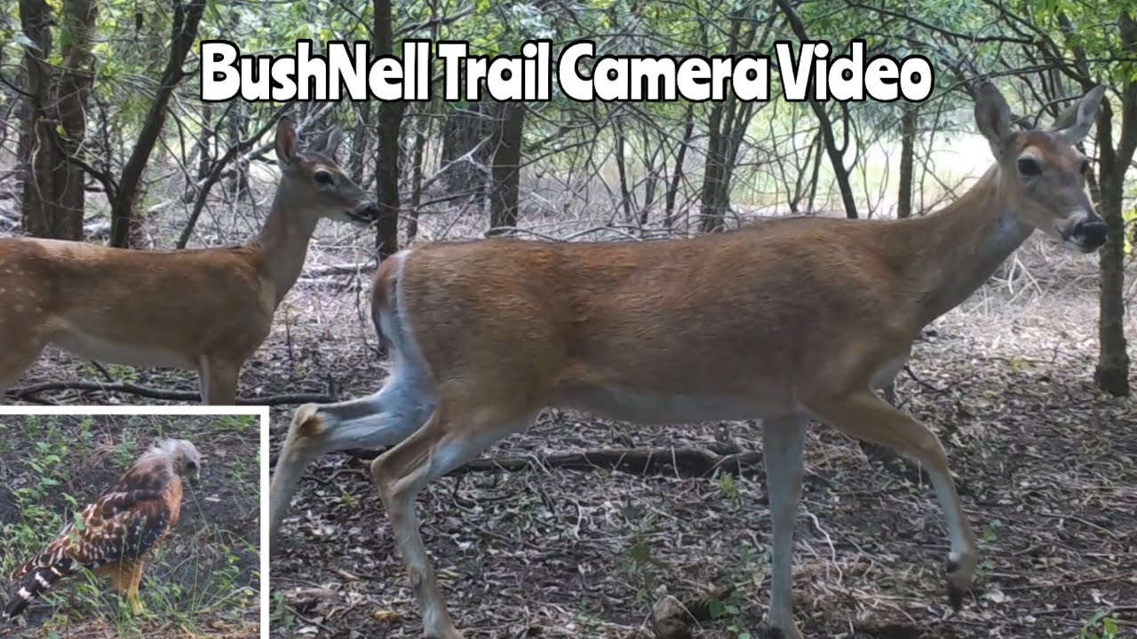 BushNell Trail Camera Video Aug. 12- Sept. 16, 2024
