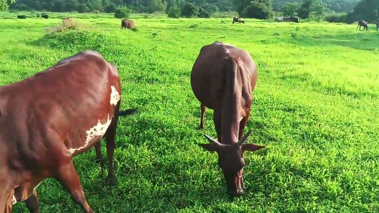 आपल्या कोकणी गाईंची ओळख