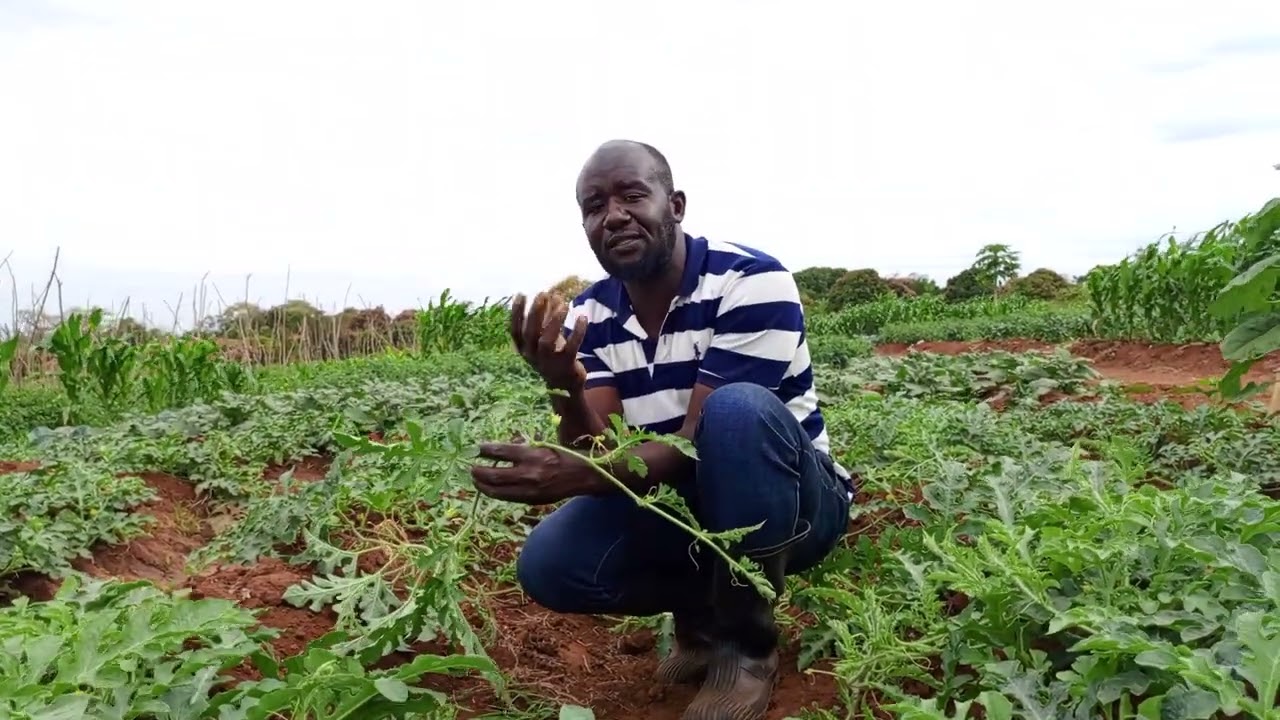 TRICKS TO MELON POLLINATION