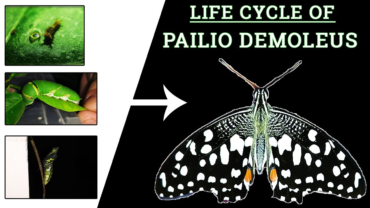 LIFE CYCLE OF LIME BUTTERFLY 🦋 | papilio demoleus | 1080p HD