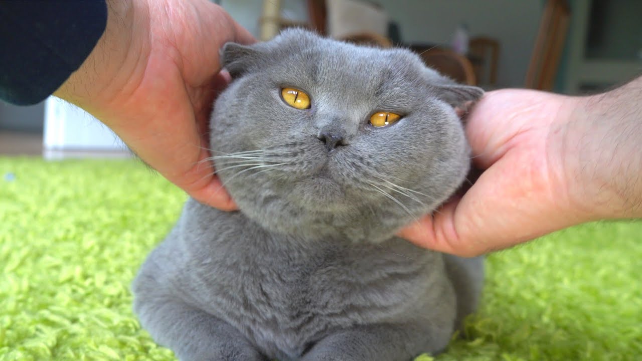 Cat With The World's Fluffiest Cheeks