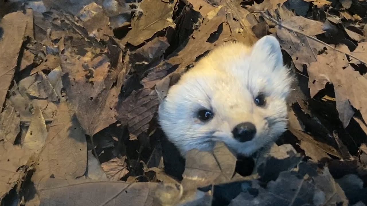 落ち葉の下からひょこっ♪エゾクロテン【旭山動物園】