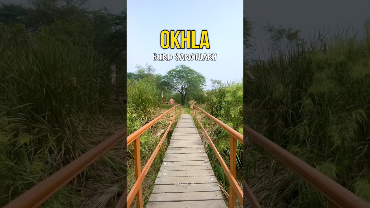 OKHLA BIRD SANCTUARY NOIDA/DELHI 2024 I Best Park for Couples in Delhi#ytshorts #okhlabirdsanctuary