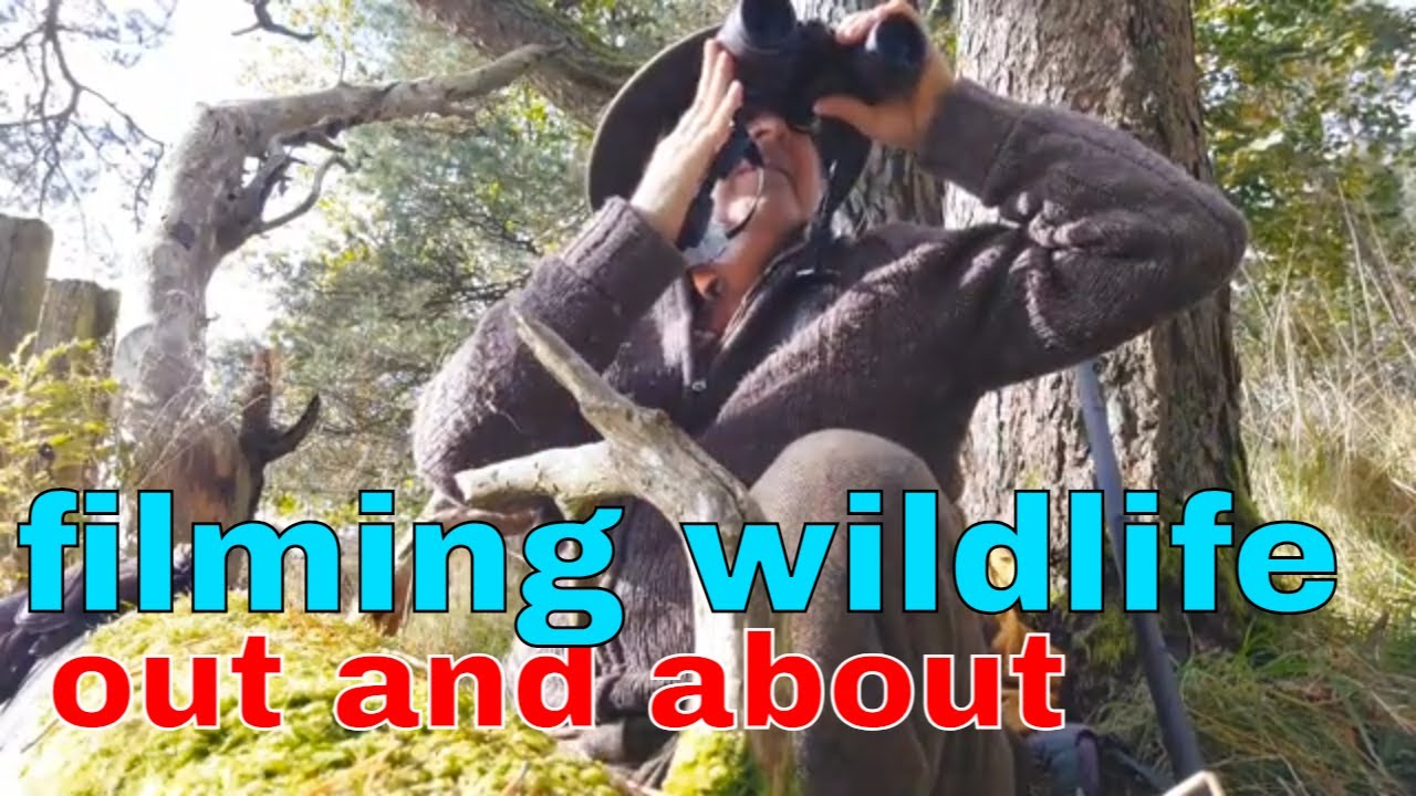 out and about filming wildlife in the perthshire hills Scotland