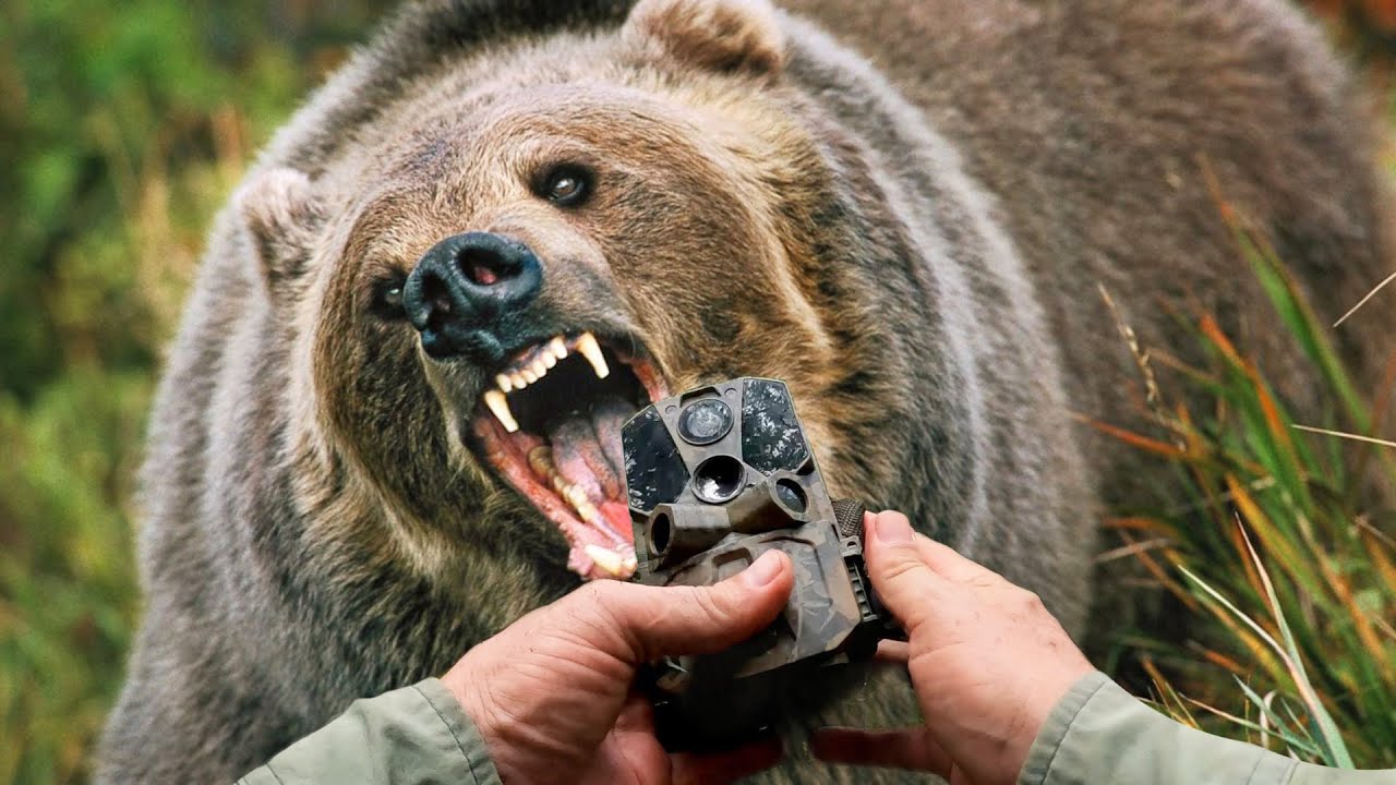Tim Harrell - Bear Eating Trail Camera Pickup