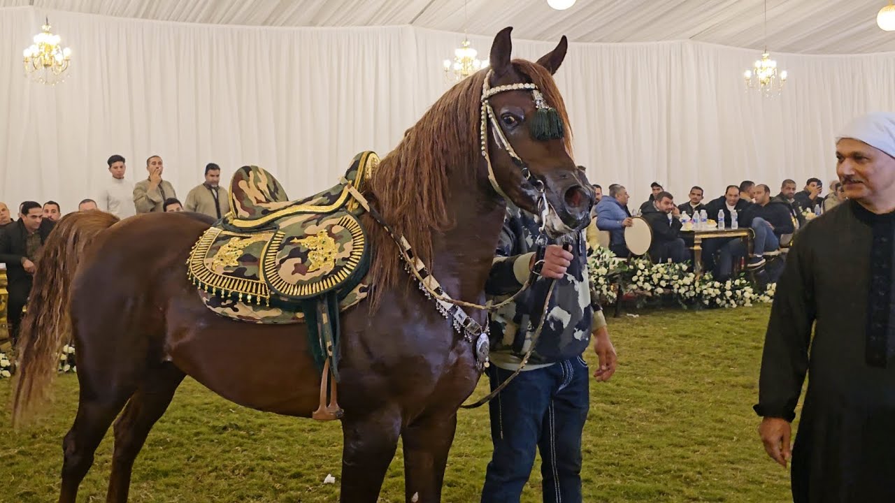 رقص خيل المعلم كرم سرحان و المحافظ حفلة المتحف المصري sakara Country club 2024