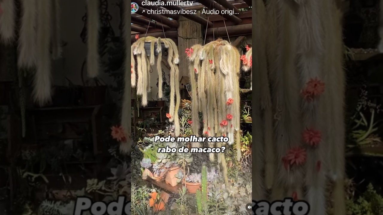 Cacto Rabo de macaco! Pode molhar inteiro?