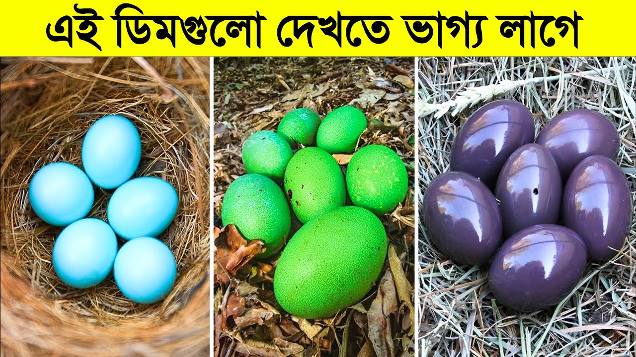 পৃথিবীর সবচেয়ে বিরল ও অদ্ভুত ১০টি ডিম | বিশ্বের সবচেয়ে অদ্ভুত  ডিম | 10 Rarest Eggs in the World