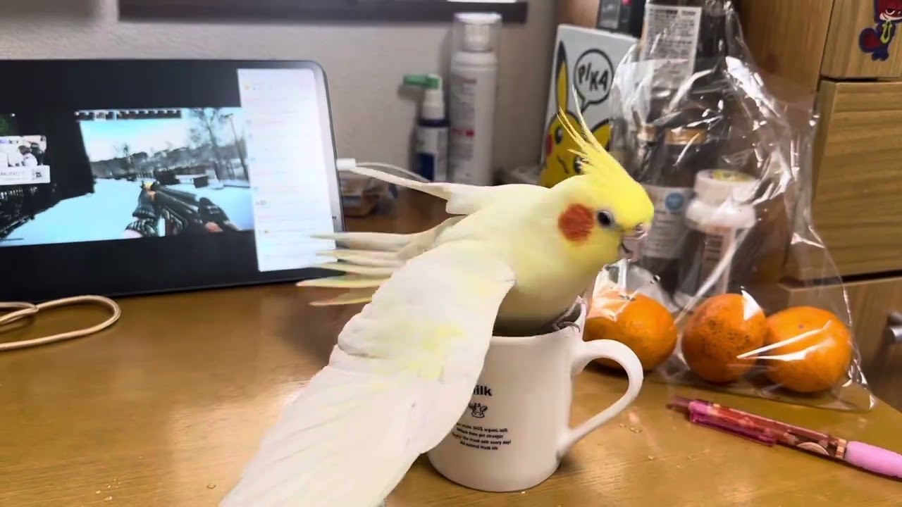 コップで水浴びを試みるオカメインコ
