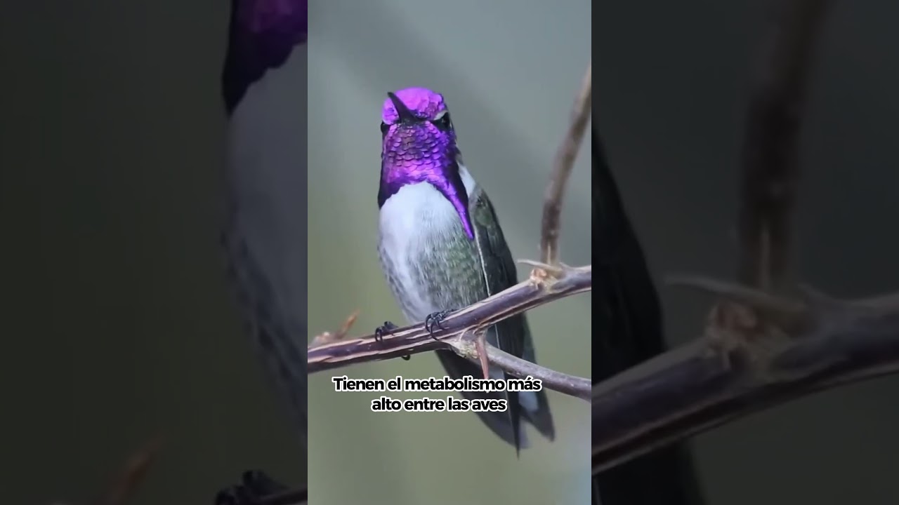 El Colibr&iacute;, una Maravilla Diminuta de La Naturaleza!!