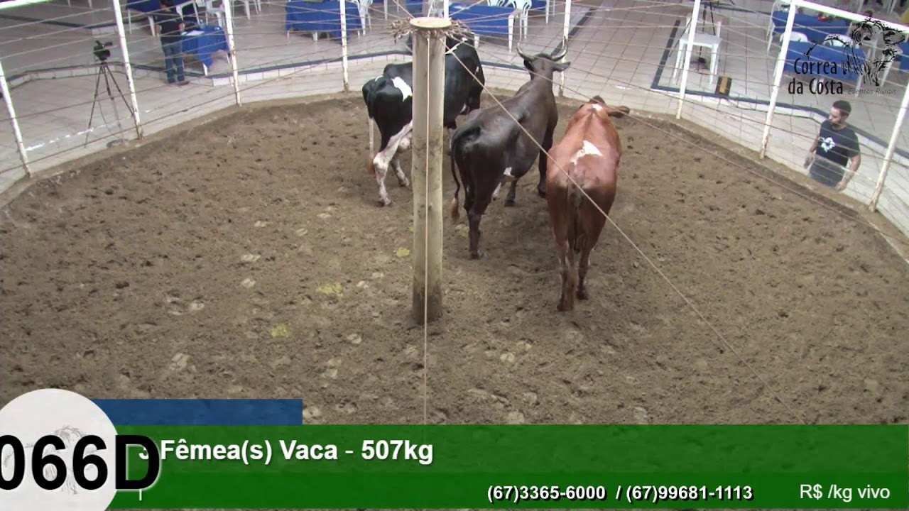 4758º LEILÃO FÊMEAS CORREA DA COSTA