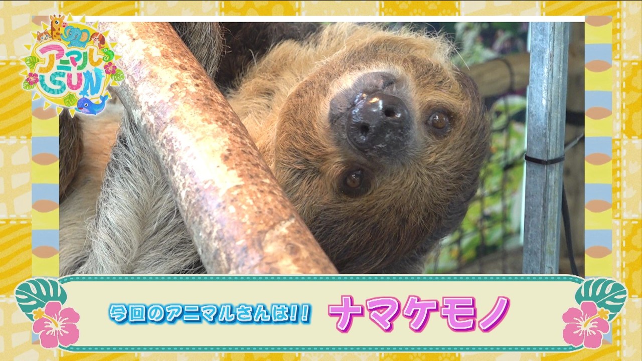 アニマルSUN【ネオパークオキナワの「フタユビナマケモノ」！】
