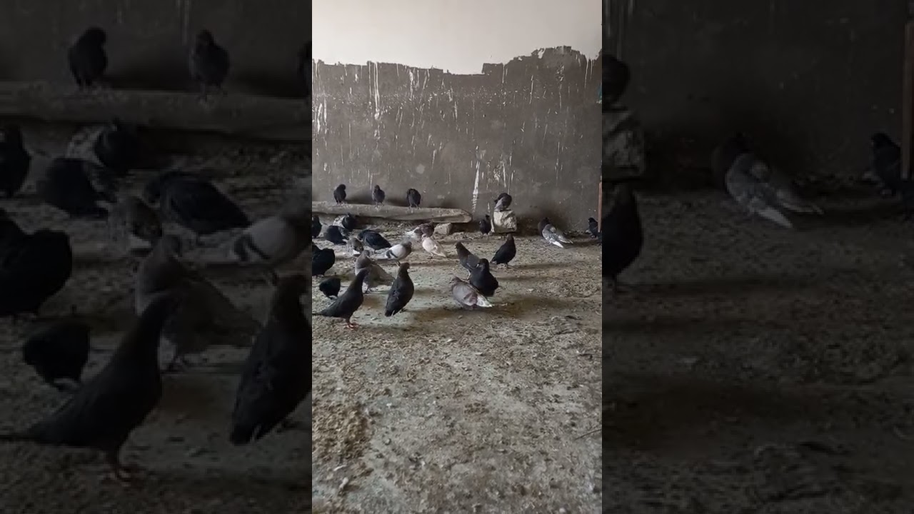 مواصفات الطير الطيب وعلاج مرض التيفو للحمام