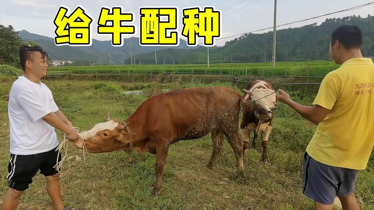 懷孕母牛越來越多了，今天又給2頭母牛配種，這場面太滑稽了【石頭秀】
